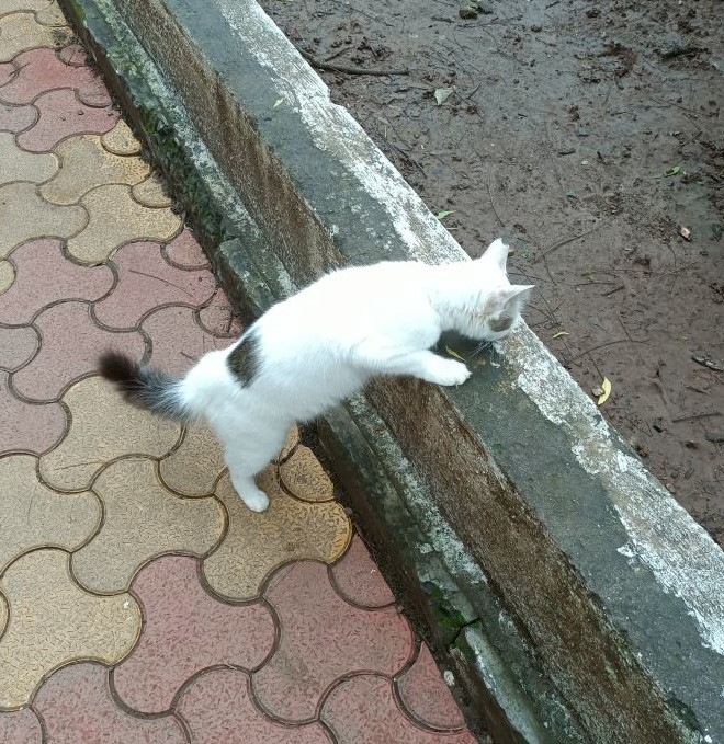 boka standing and eating as if he were at a darshini restaurant