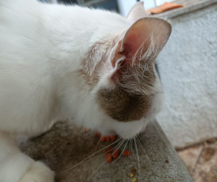 boka eating